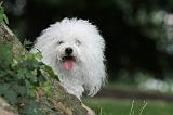 BICHON BOLONAIS 035